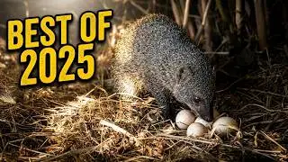 🎥 Best Of 2025 #wildlife #genetta #weasel #badgers #fox #egyptianmongoose #animals #camtrail