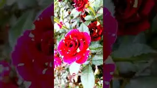 Abra ka dabra Rose / Tiger Rose / Abracadabra Rose &hearts;️ #shorts #shortvideo #youtubeshorts