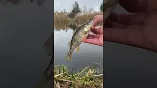 Gyertek velem s&uuml;g&eacute;rezni 30cm- es s&uuml;g&eacute;r( Devecseri sport horg&aacute;sz egyes&uuml;let ) 