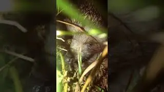 Nature in Turkey hedgehog/ Природа в Турции глазами детей, встреча с ежиком