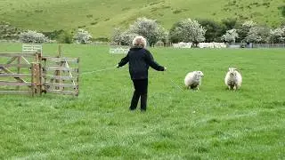 Tweeddale Ted Cwm Penmachno, North Wales