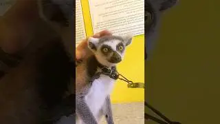 Lemur in Mexico #shorts #lemur #animals #mexico #travel #zoo