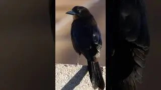 I make clicking sounds at a female Grackle every day and she responds #grackle #grackles #birds