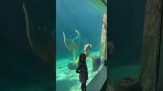 Mermaid photo op through the glass📸do u think she got a good picture? #mermaid #mermaids #aquarium