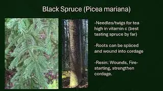 Escanaba Recreation Area Plants