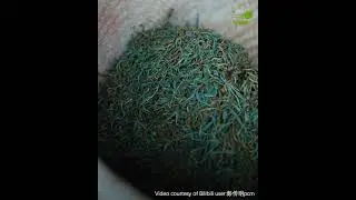 Traditional Chinese tea-processing techniques: Black tea 红茶