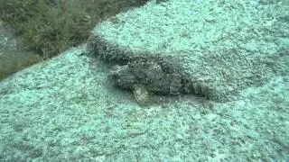 Rascacio en una piedra