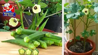 QUIABO O ANO INTEIRO NO VASO! 🎋N&atilde;o plante sem ver este v&iacute;deo antes ...