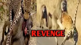 REVENGE TIME///WAIT FOR END///POWER OF UNITY ///BABOON VS LEOPARD///ANIMAL///#@AnimalFunnymal-zt6vq