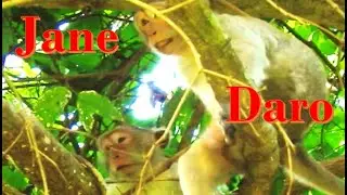 Jane monkey Event Daro monkey to get One plush One to be Happy