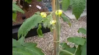 Solar Hydro Quadgrow 7th April 2014