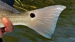 Christmas Day Redfish! Mom Hooks Her First St. Aug Red