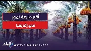 نقيب الزراعيين: نمتلك أكبر مزرعة تمور في إفريقيا والشرق الأوسط في توشكى