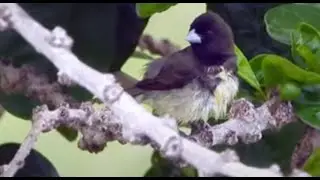 Yellow-bellied Seedeater dries its feathers ♂   4K