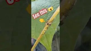 Up close with aphids&mdash;see how they damage plant stems in seconds! 🌿🔍 #PlantLife #PestWatch