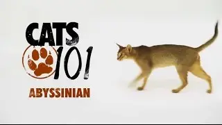 101 Cats (Animal planet) - ABYSSINIAN, на русском.