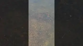 fish spawning in piseco lake outlet under the rt 8 bridge Sunday 1100 am  may 28 2023