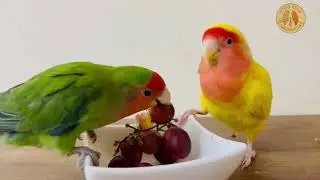 Parrots Can&rsquo;t Resist Grapes 🍇🦜 | Cute Feeding Time