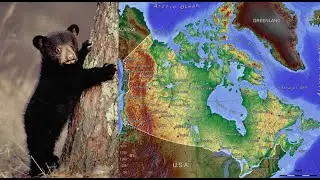 The Number of Black Bears in each Canadian Province and Territory