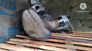 musang sehat dan gemuk dijual wa 0895401231363