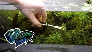 using NANO TANK TOOLS for my BETTA TANK! 🍃