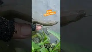 mancing sore lagi.... #mancingbelut #mancingbelutsawah #viralshorts #mancingbelutbabon