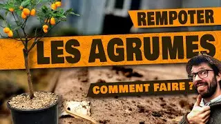 AGRUMES - Comment REMPOTER et TAILLE