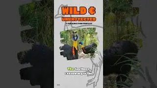 Cassowary Podcast on Wild and Unprotected!!!