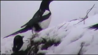 сороки радуются