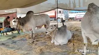 చిలకలూరిపేట టౌన్||న్యూ క్యాటగిరి విభాగం RK BULLS 💥సింహాచలం అరుణాచలం💥 20-1-2026💥💥