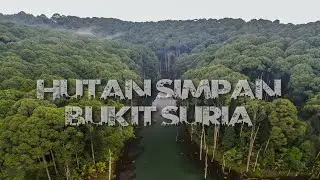 Hutan Simpan Bukit Suria, Selangor.