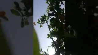 short video | entertainment