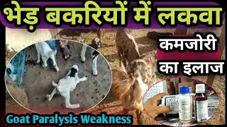 भेड़ बकरियों को लकवा(Paralysis),कमजोरी(Weakness)का इलाज👉