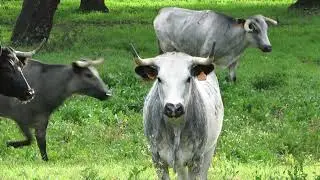 DO CAMPO À PRAÇA - Ganadaria Vinhas
