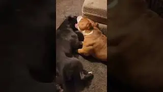 pitbull peaceful indoor playtime. What a breed! Ms Ruthless enjoying Santi's company. #BestDogsEver!