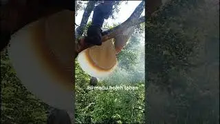Madu hijau jeli tiktok gold bee cbd honey #shorts