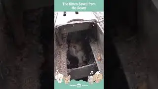 A Brave Mission: Rescuing the Sewer Kitten #animals #Care #Stories #Rescue
