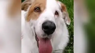 Mucuchies Dogs