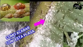 Acabar con COCHINILLAS en UN DÍA | Remedio CASERO para la Cochinilla Algodonosa en las Plantas,