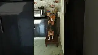 🐕 Hungry puppy looking for food in kitchen | Beagle | Bullet 🐕 #beagle #puppy