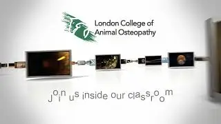 LCAO Student Performs Functional Technique on Canine Forelimb
