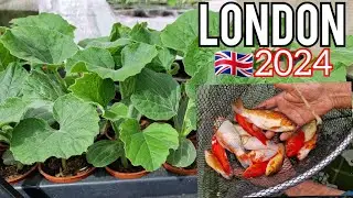 আপনাদের রিকোয়েস্টের ভিডিও | Shoker Bagan uk 2024