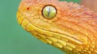 Tongue flick of female Bush Viper at close range🐍Do you find this snake beautiful or scary?🧡 #snake#
