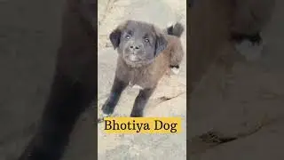 #Bhotiya Dog #himalayas #dog