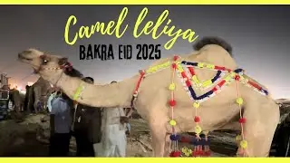 Camel le liya 2025 qurbani ka janwar | cow mandi | bakra eid |