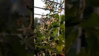 Aromatic Jasmine #jasmine #flowers #aroma #bloomin_garden #shortsfeed #shorts #ytshorts #yt #short