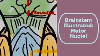 Brainstem Illustrated: Motor Nuclei