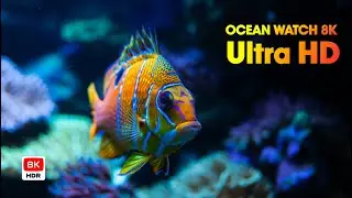 OCEAN WATCH 8K Ultra HD (#OceanWatch #8K #ultrahd )