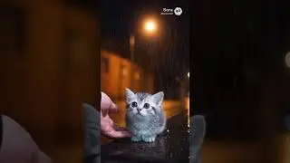 little cat  #ai #history #facts #funny #memes #animals #comedy #shortsfeed #shorts