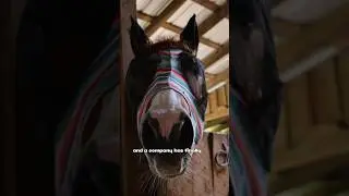The World's Best Barrel Horse Gets A Hay Steamer #barrelracing #equestrian #horseriding